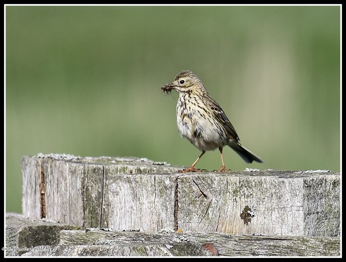 Pipit farlouse